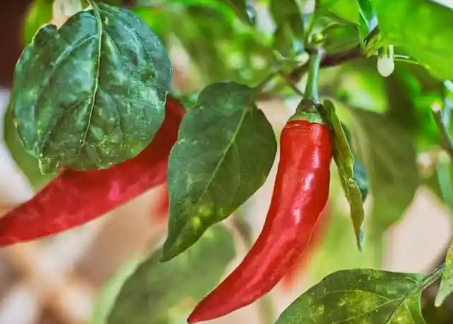 How Does Capsaicin Work for Weight Loss.png